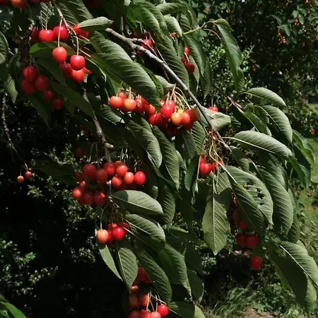 Treffpunkt Gehrden Jork