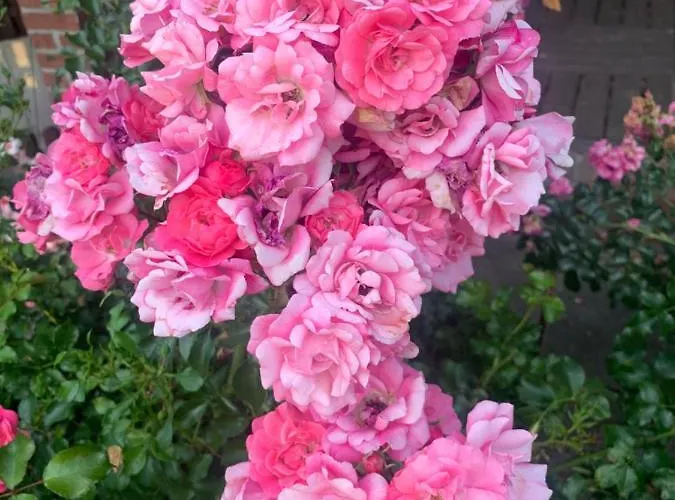 Treffpunkt Gehrden * Jork