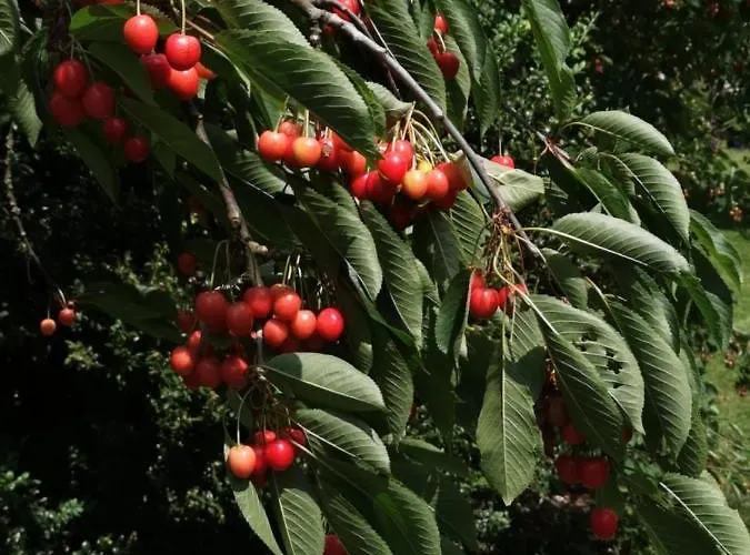 Treffpunkt Gehrden Jork